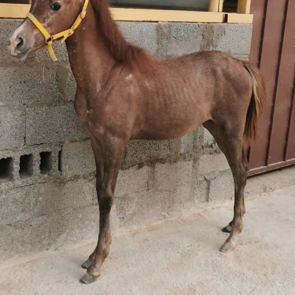 مهرة شعبيه للبيع
