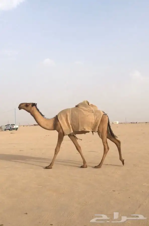 بكره صفراء كفو