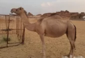 لقحه حمرا طيبه