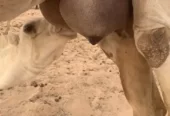 ناقه عشرا وضحا