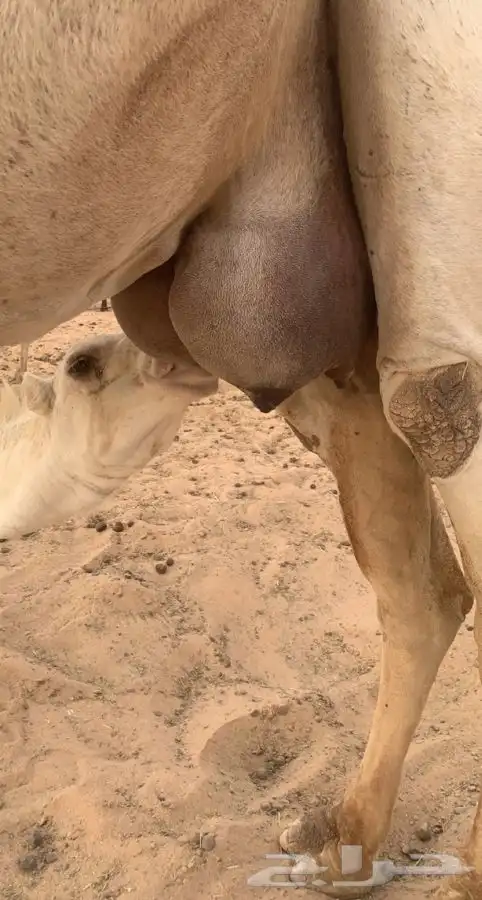 ناقه عشرا وضحا