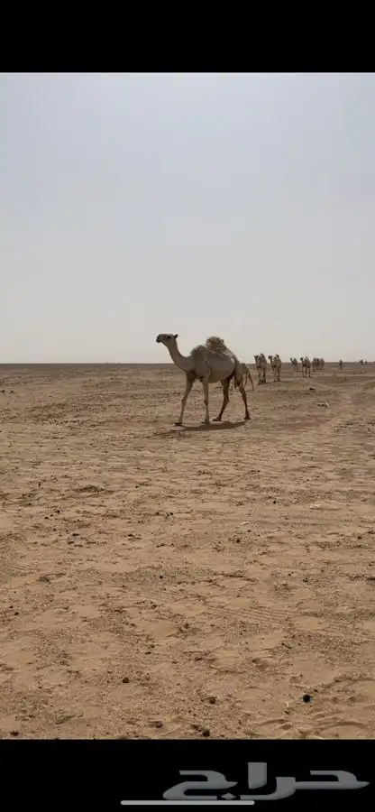 خلفه