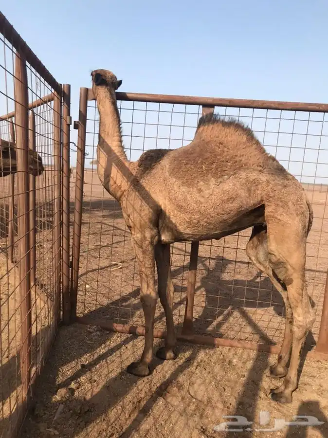ابل بكره