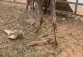 قعود