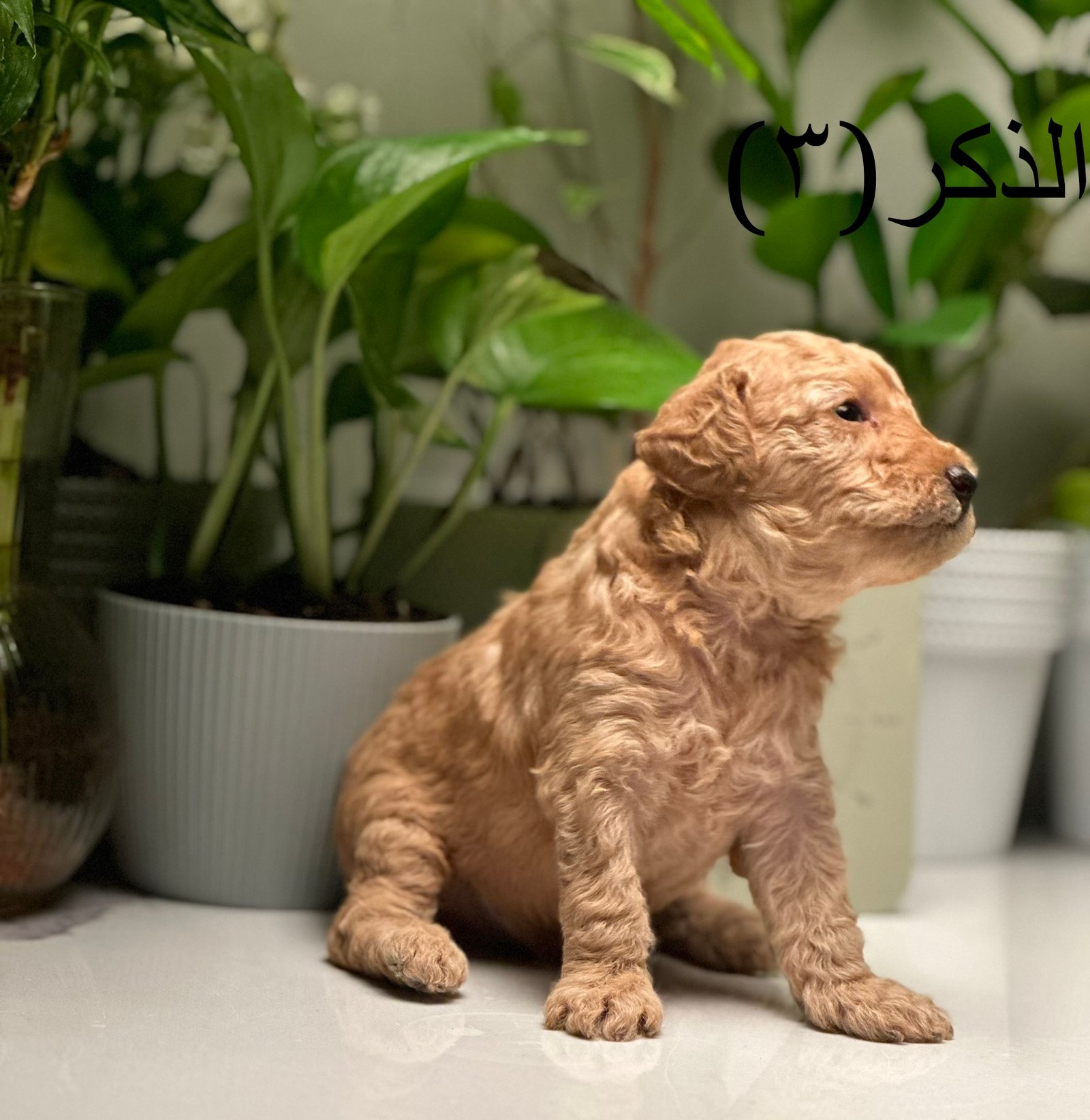 للبيع توي بودل ميني