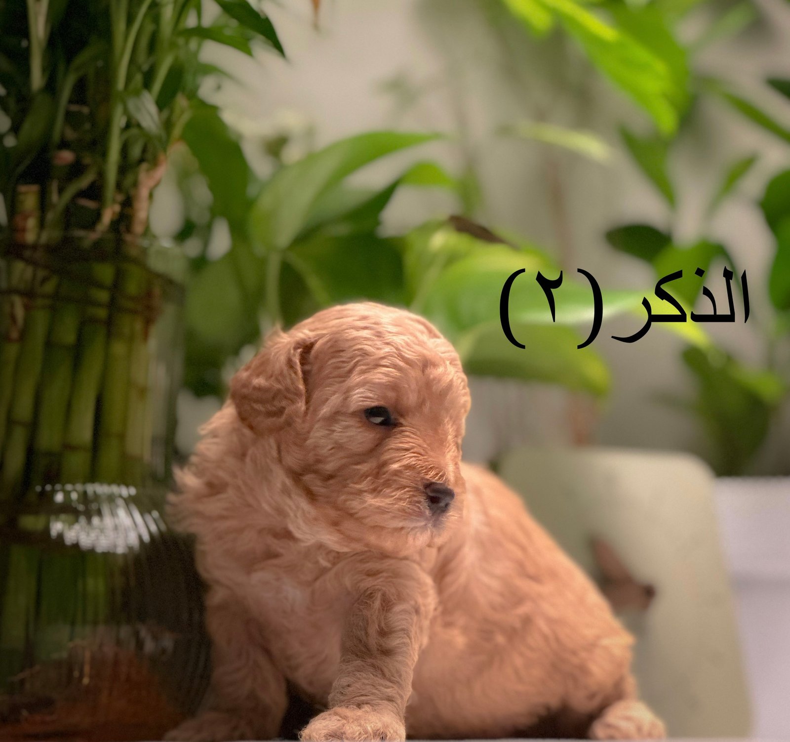للبيع توي بودل ميني