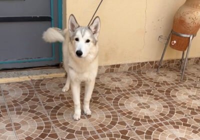 34770A6E-B813-4874-B809-EC74BA663256