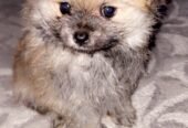 Pomeranian for sale