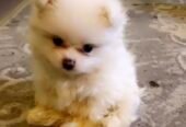 Pomeranian for sale