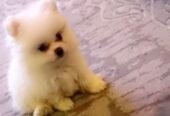 Pomeranian for sale