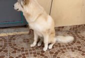 كلب هاسكي haskydog