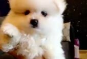 Pomeranian for sale