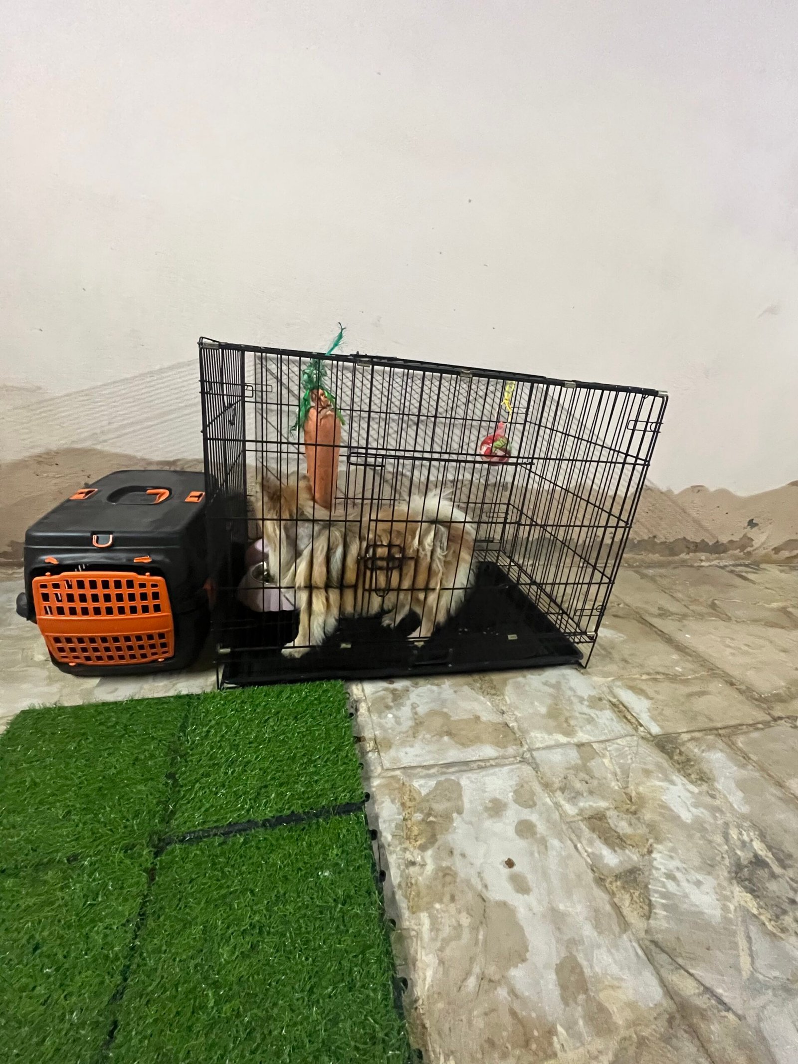 للبيع كلب بومرينيان