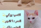 قطط للتبني
