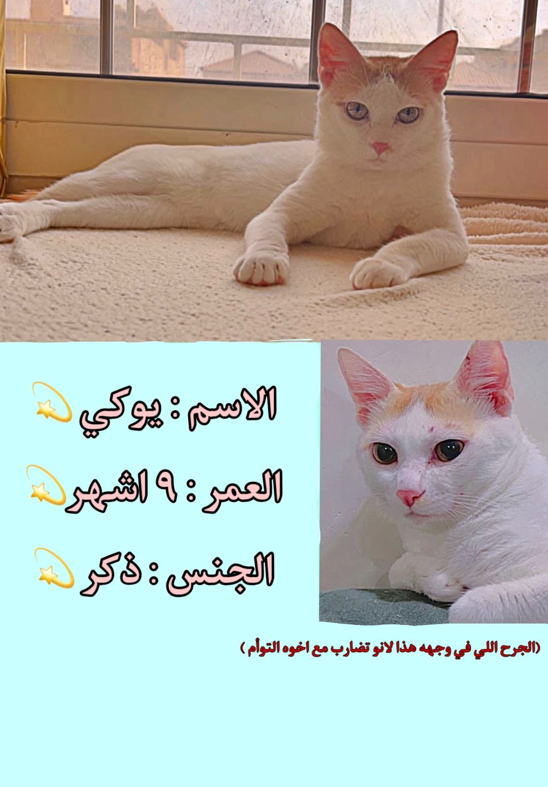 قطط للتبني