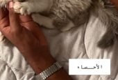 قطط هملايا للبيع ذكر وانثى العمر شهرين،والام العمر سنه(الموقع الاحساء) معهم قفص كبير واغراضهم كامله
