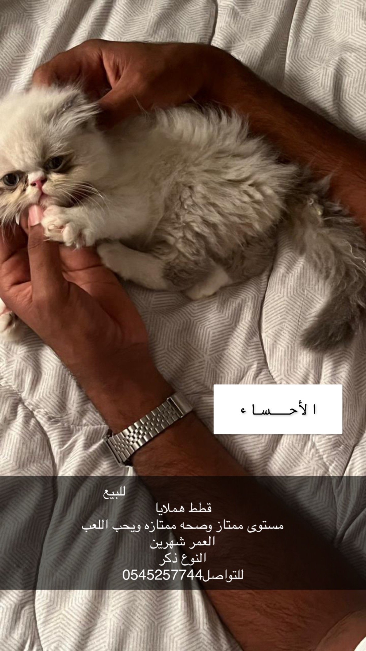 قطط هملايا للبيع ذكر وانثى العمر شهرين،والام العمر سنه(الموقع الاحساء) معهم قفص كبير واغراضهم كامله