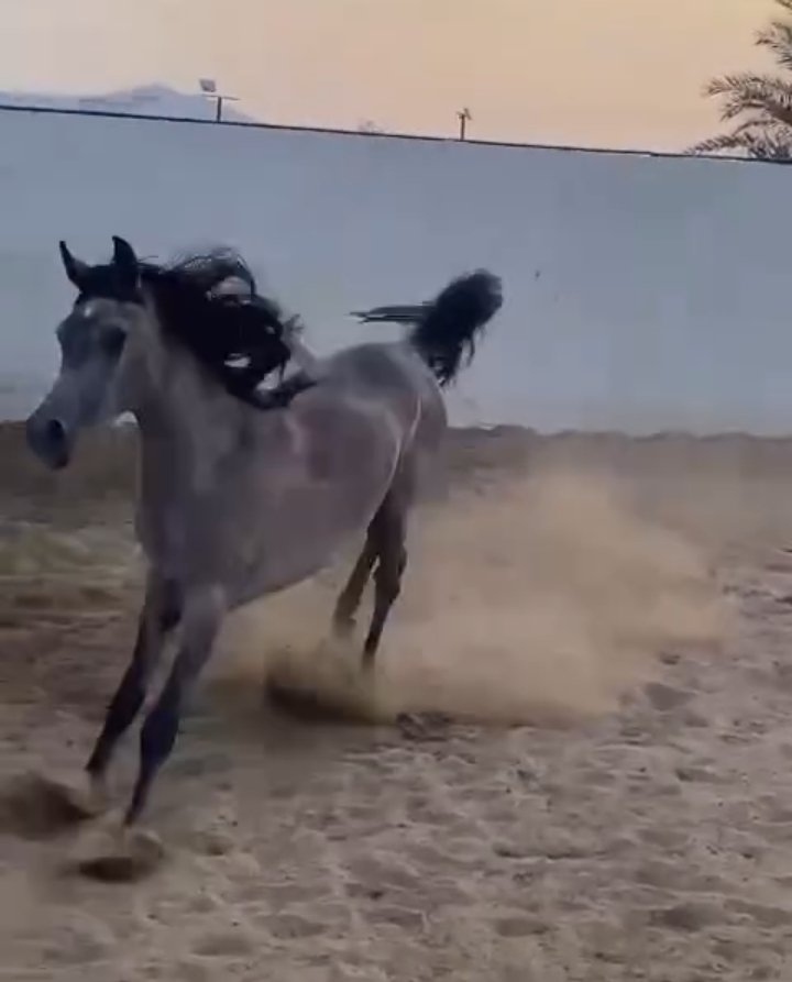 ♦️شيهانه مهرة مصرية خط جمال🔥♦️