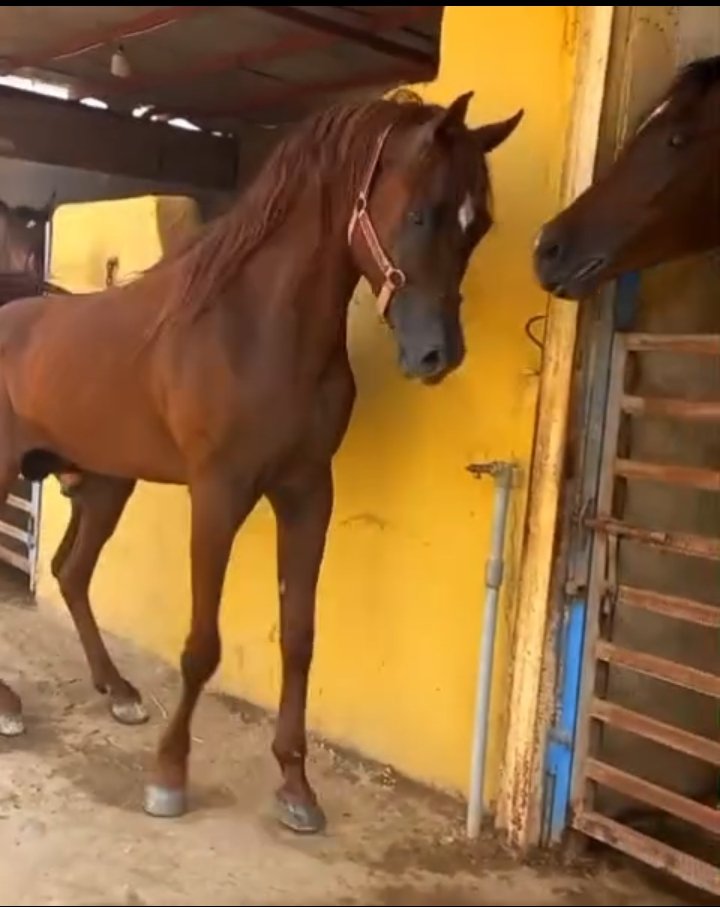 ♦️ناجي الثاني فحل مربط خط جمال🔥♦️