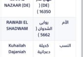 ♦️ناجي الثاني فحل مربط خط جمال🔥♦️